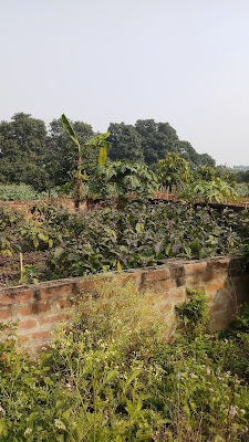 Eggplant | Brinjal | बैंगन | বেগুন