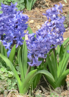 Hyacinth, Hyacinthus orientalis