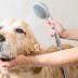 Helpful Tips and Techniques for Bathing Your Dog in the Right Way