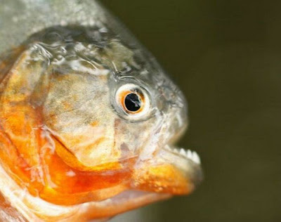 The Ugliest and Scariest Fish Seen On www.coolpicturegallery.us