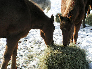 Horses feeding