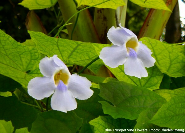 Bengal clock vine flower thunbergia grandiflora