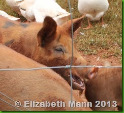 Pig's expression