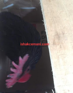 Ayam Tukung Hitam ke Stasiun Prujakan Cirebon Jawa Barat