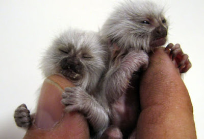 Finger Monkey Seen On www.coolpicturegallery.us