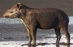 tapir