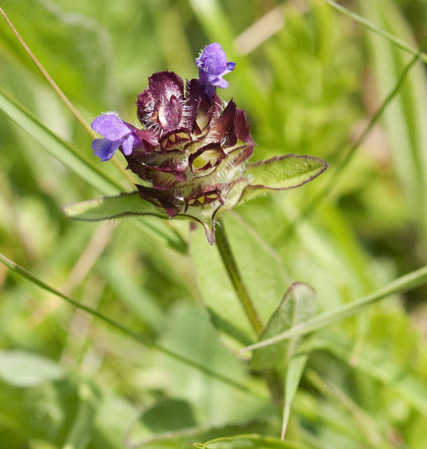 Selfheal, Prunella vulgaris.  Jubilee Country Park, 11 June 2011.