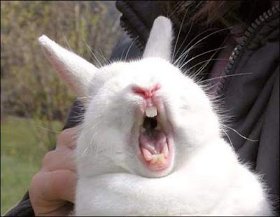 rabbit yawning. this rabbit really sleepy. do not disturb or u might get bite with his double teeth