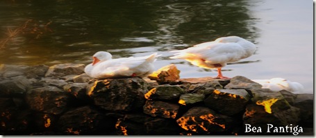 CISNES