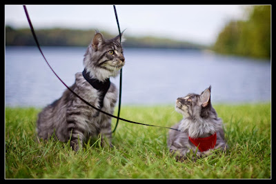 Maine coon kittens by the lake