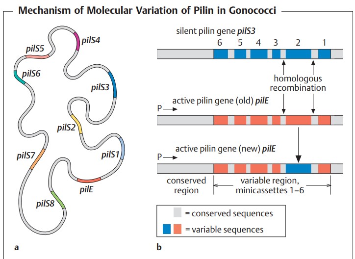 variation of pili in gonococci