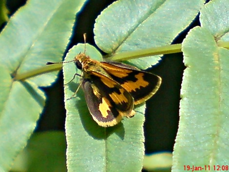Kupu-Kupu Skipper Taractrocera archias