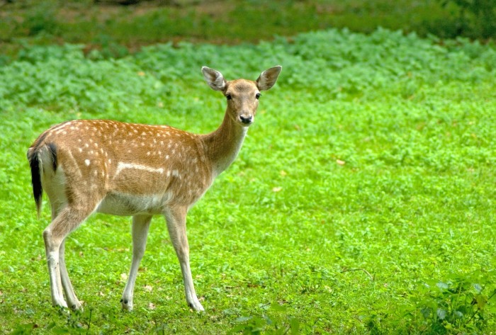 Gambar Rusa Hutan Terbaru 