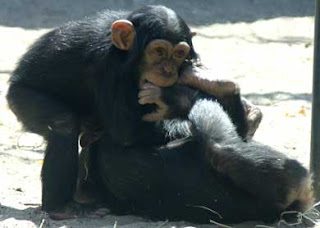 crías de chimpancé 