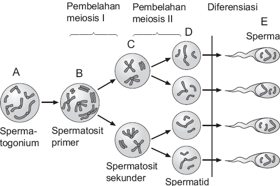 spermatogenesis.