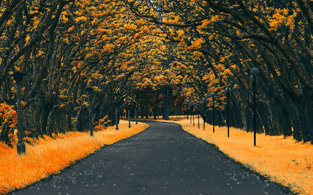 Autumn Road Nature 4k Wallpaper