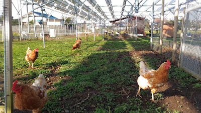 Free range chickens on a solar sharing farm, Tsukuba, Japan