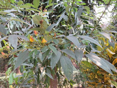 Pigeon pea, Cajanus cajan, Bangladesh, Fabaceae