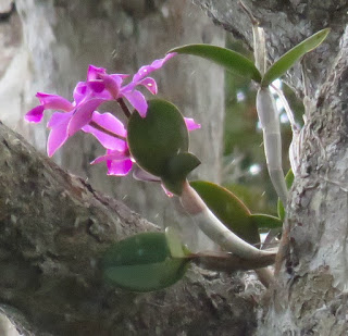 Cattleya violacea