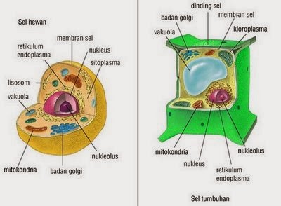  MATERI  IPA KELAS  XI  Materi  Biologi Kelas  XI  SEL  HEWAN  