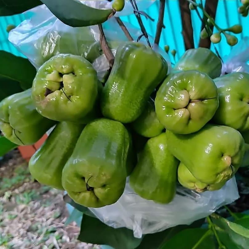 jual pohon buah bibit jambu kiojok cepat berbuah jambi Mataram