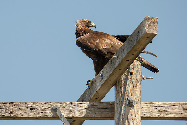 birdwatching, birds, ducks, photography, landscape, travel, California, Eared Grebes, Grebes, ducklings, babies, Golden Eagle