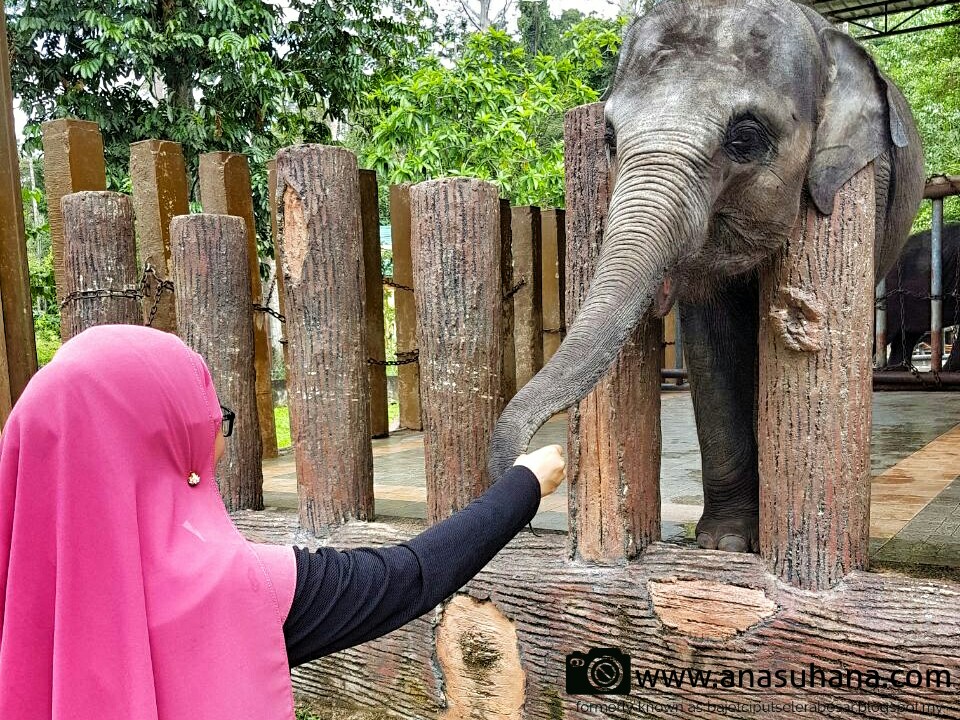 Tempat Menarik di Pahang : Pusat Konservasi Gajah ...