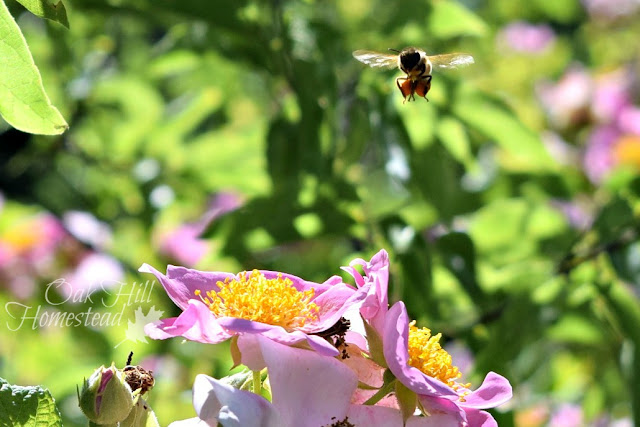 A bee gathering pollen from wild roses.