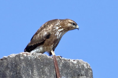 Common Buzzard