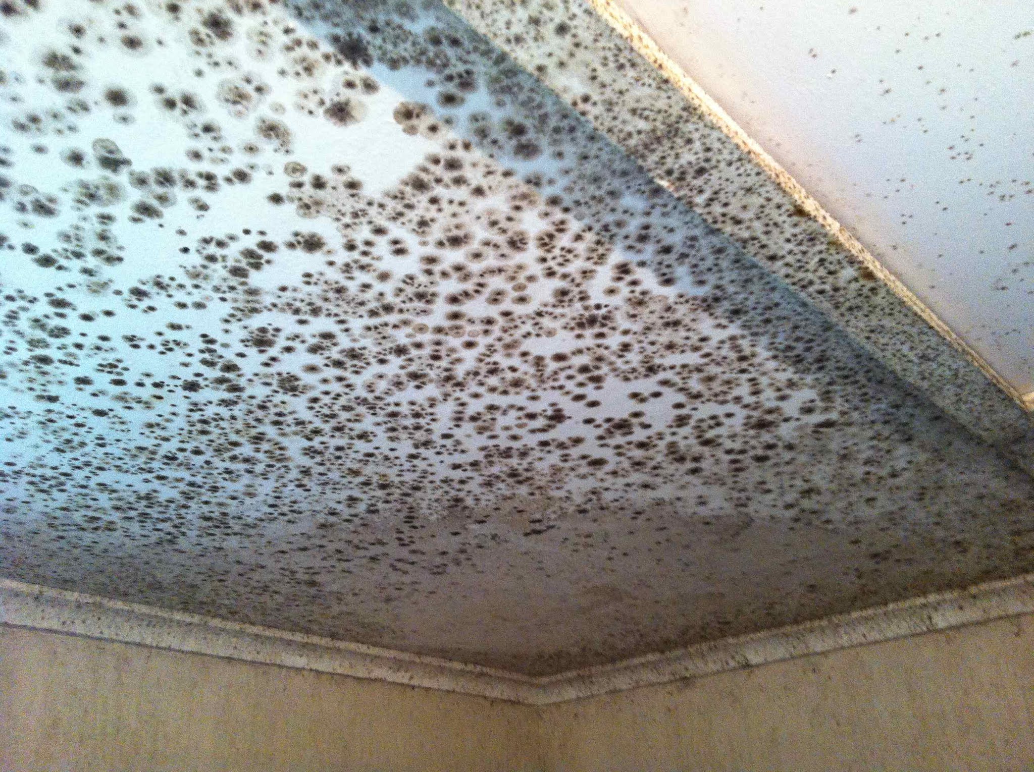 mould-removal-in-Melbourne