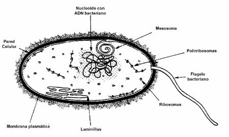 celula procariota. celula procariota estructura. Evolución Celular: Procariotas