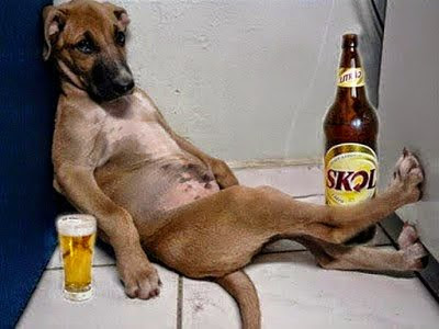 Dog likes beer drinking alcohol