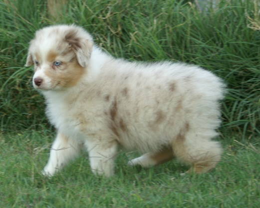 This is a red merle Australian Shepherd. I LOVE the merles. They come ...