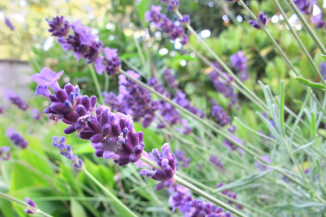 de mooiste foto's uit mijn tuin - juli 2013