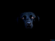 Dogs (black dog in the dark )