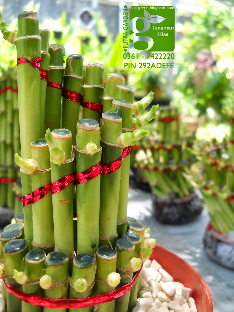 PUTRA GARDEN BALI: Distributor Tanaman Bambu Rejeki 