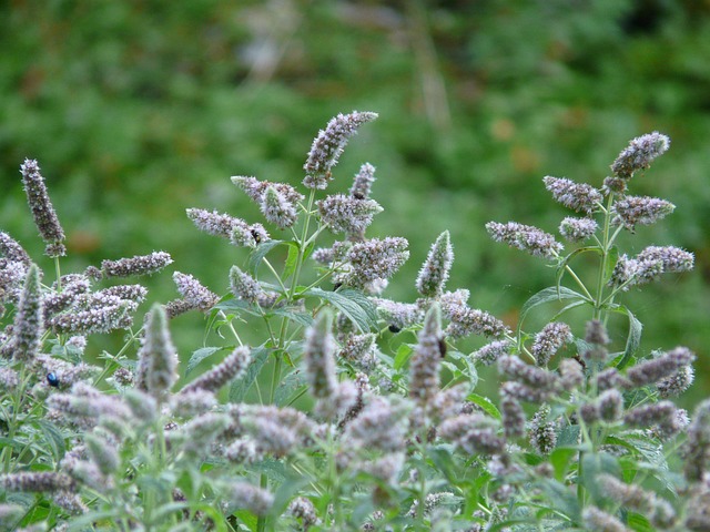 Can Dogs Eat Mint? Is Mint Safe For Dogs?