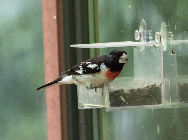 Rose-breasted Grosbeak - Hartwick Pines, Michigan, USA