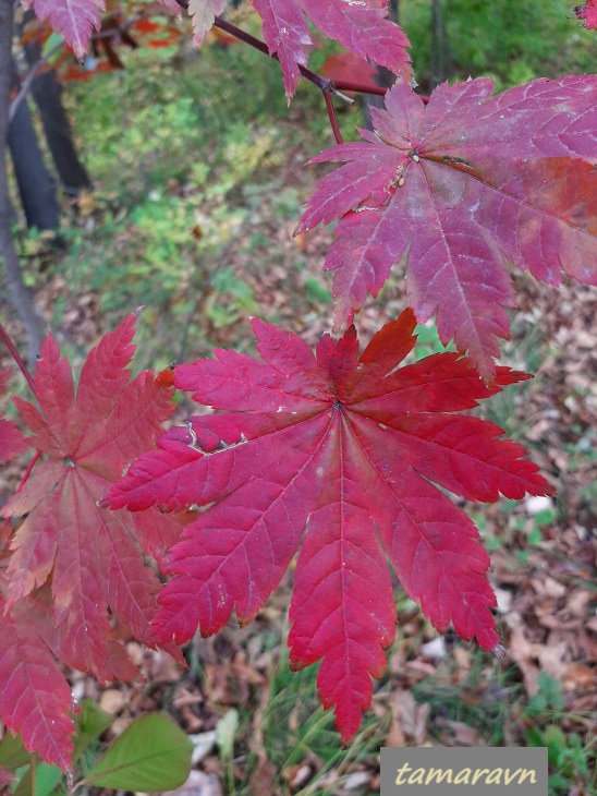 Клён ложнозибольдов (Acer pseudosieboldianum)