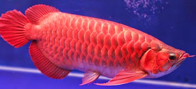 gambar ikan arwana