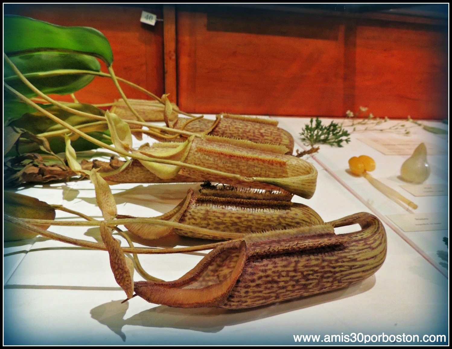 Las Flores De Vidrio del Harvard Museum of Natural History en Cambridge