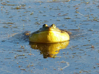 Ouaouaron – Grenouille taureau - Lithobates catesbeianus 