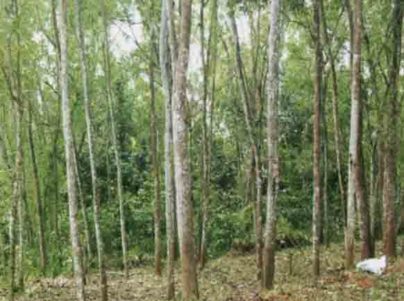 Gambar Gambar Pohon Akasia  Hutan  di Rebanas Rebanas