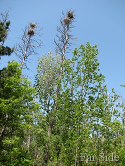 The Rookery