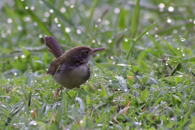 TailorBird