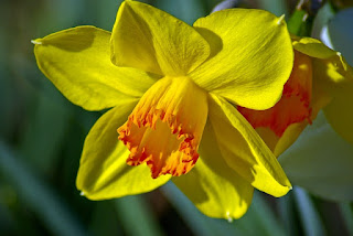 bunga daffodil