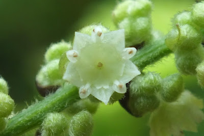 Gouania ulmifolia flor