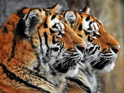 2 tigres de perfil