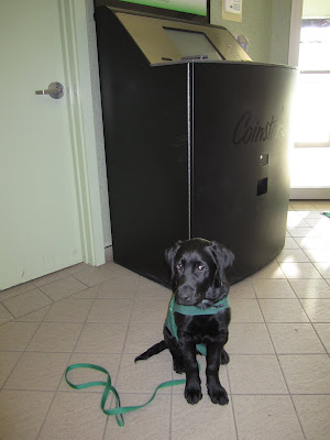 Black lab puppy Romero is in sit stay in front of a big black machine in a bank lobby. Romero is wearing his green future dog guide jacket and his long green nylon leash is draped over his back. He has just turned his head slightly to the side, so his eyes are shifted over to his left. The sun is shining in from the entrance doors behind him.