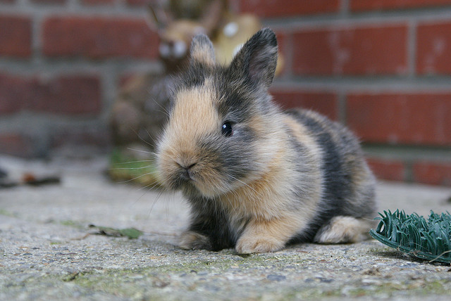 baby bunny pictures